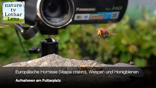 Hornissen Vespa crabro [upl. by Lambard]