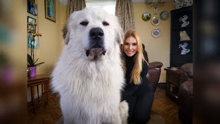 THE PYRENEAN MOUNTAIN DOG  DANGEROUS OR PROTECTOR  Great Pyrenees [upl. by Ophelie436]