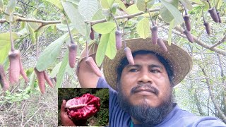 🌳asi identifico el manjar de los dioses árbol de ilamas blancas y moradas [upl. by Ynnatirb499]