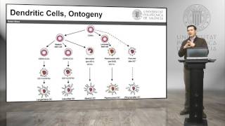 Células Presentadoras de Antígeno   UPV [upl. by Nottage]