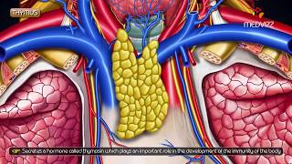 Gross anatomy of Thymus  Location and Relations [upl. by Aleemaj28]