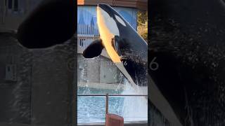 Corky breaching  Oct 28 2023  SeaWorld San Diego [upl. by Latreese]