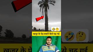 खजूर के पेड़ पर बकरी कैसे चढ़ गई 🤔🤯 shorts goat goatshorts funnyshorts viralvideo [upl. by Vullo829]