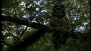 Andy Caffreys Earth First Headwaters Forest video on Nick News 1996 [upl. by Garretson]