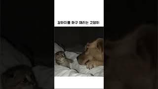 강아지를 마구 때리는 고양이 [upl. by Neelra]