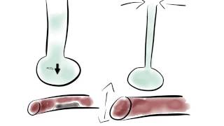 Le ratio VentilationPerfusion [upl. by Blayze549]