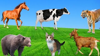 Distinguishing Animal Characteristics  Tiger Horse Bear Cat Rooster Cow Goat  Animal World [upl. by Gnuh743]