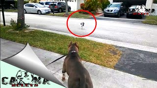 American Bully Off Leash Situation with neighbors dog [upl. by Rosemaria111]