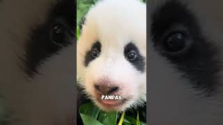 How happy is the childhood of pandaspanda cute pandalife [upl. by Itteb660]