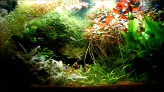 Natural Apistogramma Aquarium [upl. by Ecirpac]