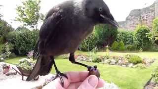 Jackdaw friendly bird Rhuddlan Castle [upl. by Jordanson]