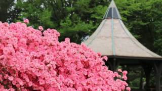 Rhododendrons and Azaleas [upl. by Brownson]