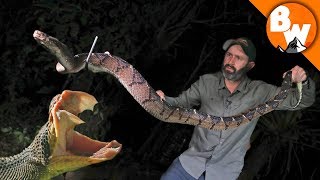 Fangs of the Largest Pit Viper Snake [upl. by Wolram]