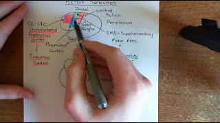 Parkinsons Disease and Antiparkinson Drugs Part 8 [upl. by Nwahsor415]