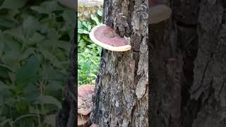 Ganoderma applanatum artists bracket artists conk artists fungus  bear bread fungishortvideo [upl. by Chatterjee310]