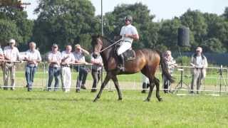 Gert van den Hof Show Zadelmak Maken 2e Merrie in Haulerwijk 25 Augustus 2013 [upl. by Otsirave888]