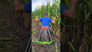 Essential Corn Farming Tools for Rural Farmer  Save Time and Money shorts youtubeshorts [upl. by Yeldoow654]