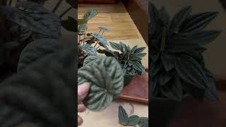 Peperomia Caperata in SoilPeperomia Propagation🌱peperomiapropagation shortsyoutubeshorts [upl. by Lraed264]