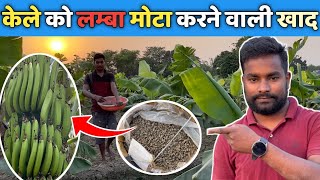 Best Fertilizer to Increase Banana size and weight केले का साइज़ बढ़ाने वाली खाद WhatsApp 9687402918 [upl. by Grantland675]