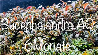 Bucephalandra Aquarium 6 Monate aquaristik [upl. by Nitfa]