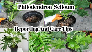 Philodendron Selloum Repoting And Care Tips  Philodendron Bipinnatifidum Care [upl. by Ecnarret]