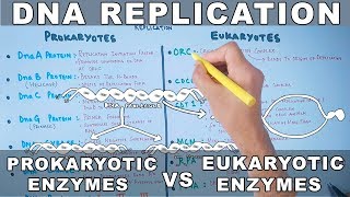 DNA Replication  Prokaryotic vs Eukaryotic Enzymes [upl. by Accire]