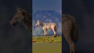 Coyote Wild Dog Spotted at Kabini River Banks  Boat Safari  Canon R5 with RF 100500mm canonr5 [upl. by Aretak]