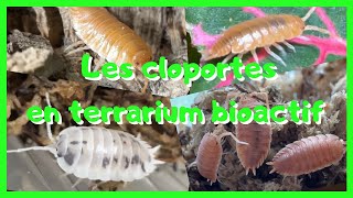 LES CLOPORTES EN TERRARIUM BIOACTIF  QUELLE ESPÈCE CHOISIR [upl. by Ecahc]