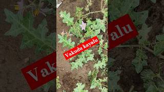 Vakudu kayalu kantakariytshortsYouTubeViralshortsVijayahasine nature [upl. by Bixby272]