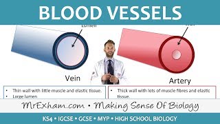 Blood vessels  GCSE Biology 91 [upl. by Auqinu]