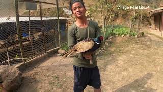 Pheasant Meat CookingPheasant FarmingKalij Farm Dangma Village Real Life [upl. by Nagoh468]