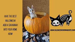 Happy Halloween Savannah Cats [upl. by Zenda]