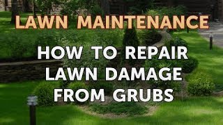 How to Repair Lawn Damage From Grubs [upl. by Aehtrod]