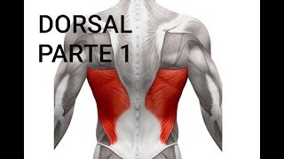 Ejercicio para el dorsal en casa para principiantes [upl. by Laural]