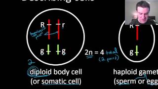 Introduction to genetics vocabulary [upl. by Akvir800]