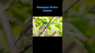 Himalayan Shrikebabbler himalayanshrikebabbler birds youtubeshorts shorts [upl. by Jordanna169]