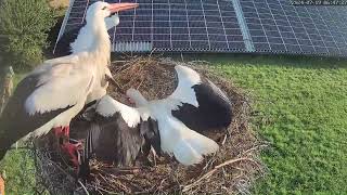 Storchennest Pahlen  Jungfernflug  19072024 [upl. by Oicanata449]