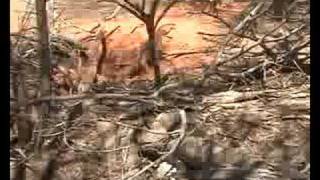 hunting goannas with Willy Roy and bob [upl. by Anuaek]