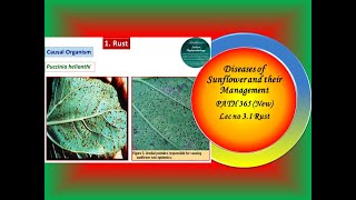 14 PATH 365 New Lec no 31 SunflowerRustdisease [upl. by Namwob]