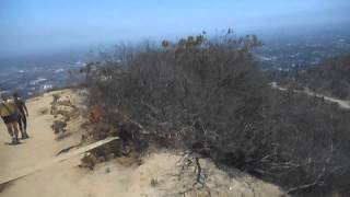 LA street life unleashed LAncashire heeler and chuggle runyon canyon on a hot day june2015 [upl. by Zacharie904]