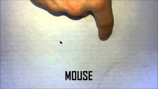 The Difference Between Bat and Mouse Droppings [upl. by Htelimay253]