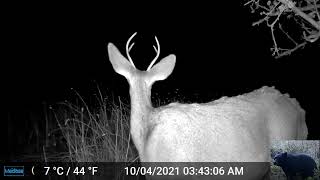 Deer at Night Trigger Our Trail Camera [upl. by Werd]