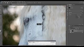 Pferd  Retusche  Halfter entfernen  Hintergrund austauschen  Photoshop [upl. by Annonyw794]