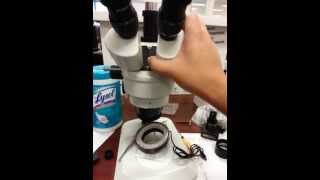 How to adjust for eye distance on Stereo Microscope [upl. by Tandie144]