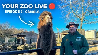 🔴 Your Zoo LIVE Camels [upl. by Hentrich781]