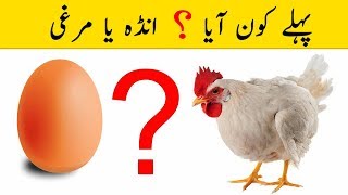 Pehlay Murgi Aayi ya Anda  Amazing World Facts UrduHindi [upl. by Gracye]