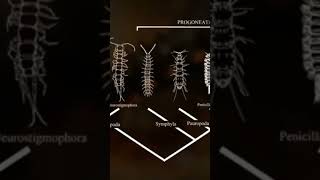 Les arthropodes sortent de leau documentaire dinosaurs [upl. by Shelley]