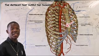 The arteries that supply the thorax [upl. by Claudette11]