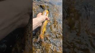 Autumn Gold Bannflyfisher newflyfisher intoflyfishing upperbannbrownies [upl. by Durnan104]