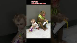 Baby monkey learns how to eat ice cream funny cute animals [upl. by Levana163]